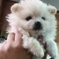 توله پامرین سایز صفر یک جفت خرسی اصیل|سگ|تهران, ابوذر|دیوار