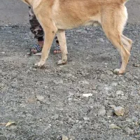 سگ نر|سگ|بربرود, |دیوار