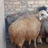 فروش میش آبستن ترکی|حیوانات مزرعه|ارسنجان, |دیوار