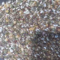 پخش خوراک پرنده|لوازم جانبی حیوانات|رفسنجان, |دیوار