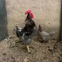 مرغ خروس طوسی ایسبار|حیوانات مزرعه|هشتگرد, تهران دشت|دیوار