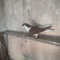 کبوتر فروشی