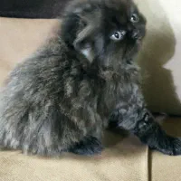 واگذاری گربه پرشین اسکاتیش بریتیش|گربه|مشهد, ابوذر|دیوار