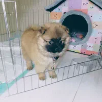 سگ پامر خیلی خیلی بازیگوش...|سگ|مشهد, کوی سیدی|دیوار