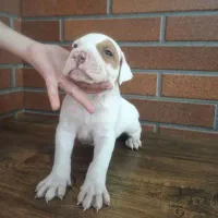 واگذاری پیتبول نراصیل|سگ|بابل, |دیوار