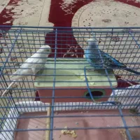 ی جفت مرغ عشق|پرنده|پاکدشت, پاکدشت (مامازند)|دیوار