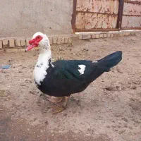 اردک اسرائیلی(مسکویی)