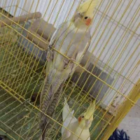 عروس هلندی|پرنده|شیراز, نصرآباد|دیوار