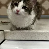 واگذاری گربه ماده