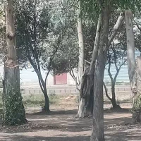 خریدانواع چوب باغی وارس باغ بابالاترین قیمت