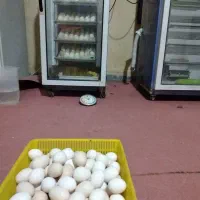 تخم مرغ محلی|خوردنی و آشامیدنی|اهواز, شهرک برق|دیوار