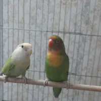 یک جفت کوتوله بالغ