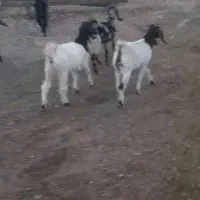 ۵راس بزغاله ماده و ۶ راس بز آبستن|حیوانات مزرعه|تربت‌حیدریه, بالا ولایت|دیوار