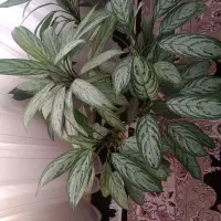 گل آگلونما زیبا و شکیل و ارزان