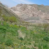 گوسفند میش و بره بز قوچ صحرا