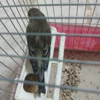 سره قناری نر