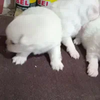 توله سگ های پامر|سگ|رشت, سیا اسطلخ|دیوار