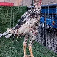 خروس لاری افغان اصیل