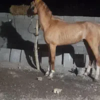 کره مادیون