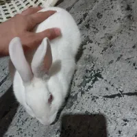 خرگوش سفید