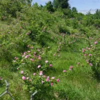 زمین-در-ییلاق