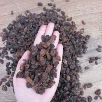 کشمش آبگیری و عصاره گیری