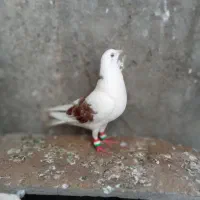 کفتر|پرنده|مشهد, مهدی آباد (بلوار توس)|دیوار