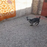 فروشی میرجاوه|حیوانات مزرعه|میرجاوه, |دیوار