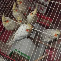 فروش عروس هلندی