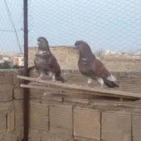 کبوتر نرو ماده