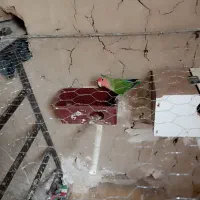 طوطی‌‌کتوله‌ماده|پرنده|زاهدان, |دیوار