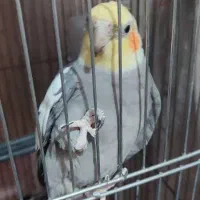 یک جفت عروس هلندی|پرنده|بندرعباس, |دیوار