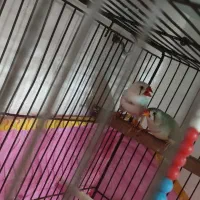 جفت فنچ باجوجه