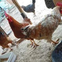 خروس|حیوانات مزرعه|یزد, |دیوار