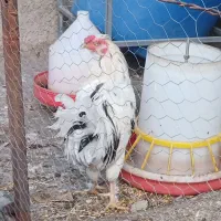 مرغ و خروس گلین