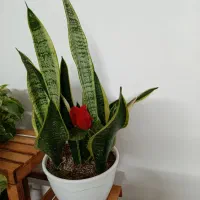 گل زیبا|گل و گیاه طبیعی|طرقبه, |دیوار