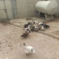 اردکهای خوشگل و تخمگذار 80 عدد|حیوانات مزرعه|شاهین دژ, |دیوار