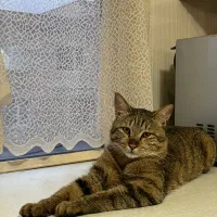 واگذاری گربه