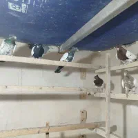 کفتر رنگی|پرنده|قم, آزادگان|دیوار