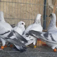 شامی سوری|پرنده|لار, |دیوار