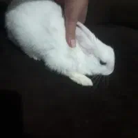 خرگوش (برفی)