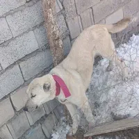 سرابی اصیل قدیم