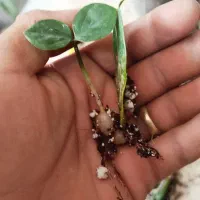 فروش و مشاوره گل و گیاه آپارتمانی|گل و گیاه طبیعی|رفسنجان, |دیوار