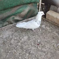 کبوتر رنگی طوقی|پرنده|فولادشهر, زاینده رود|دیوار