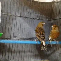 قناری سبز نر و ماده