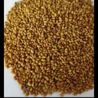 بذر یونجه محلی و وارداتی|خدمات باغبانی و درختکاری|شوشتر, |دیوار