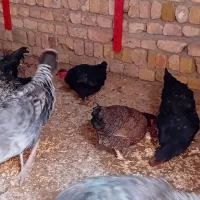 خروس و مرغ محلی