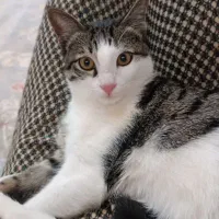 واگذاری گربه خانگی