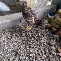 مرغ وجوجه لاری اصیل ونژاددار|حیوانات مزرعه|تبریز, |دیوار