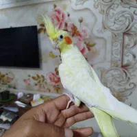 عروس هلندی دستی و بازیگوش